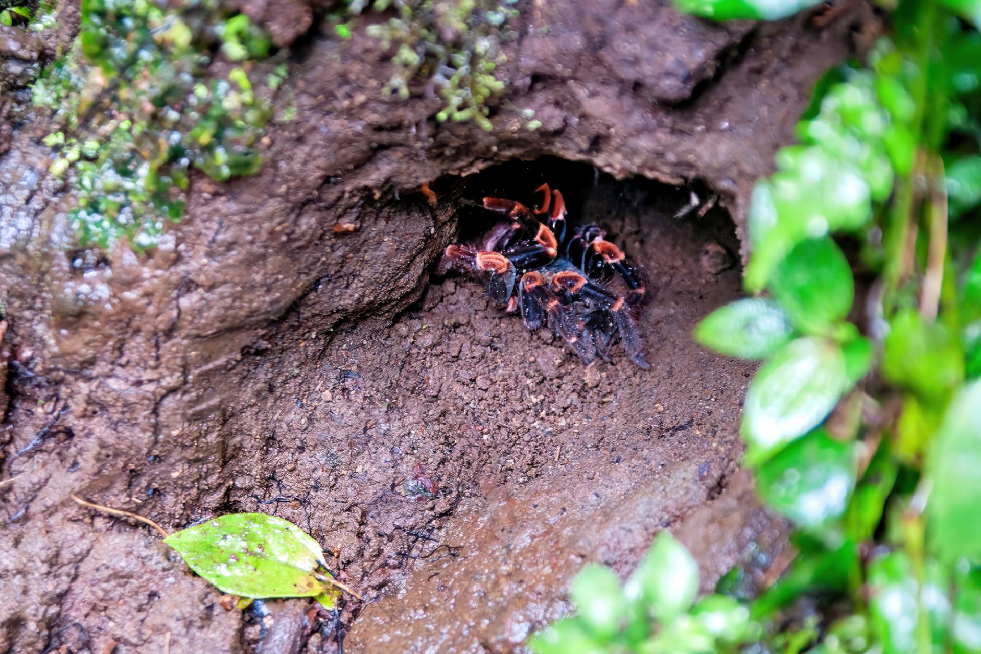 Rotknievogelspinne (Megaphobema mesomelas)